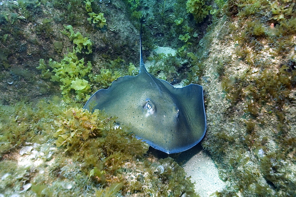 Southern stingray (Dasyatis americana), Fernando de Noronha, Pernambuco, Brazil, South America