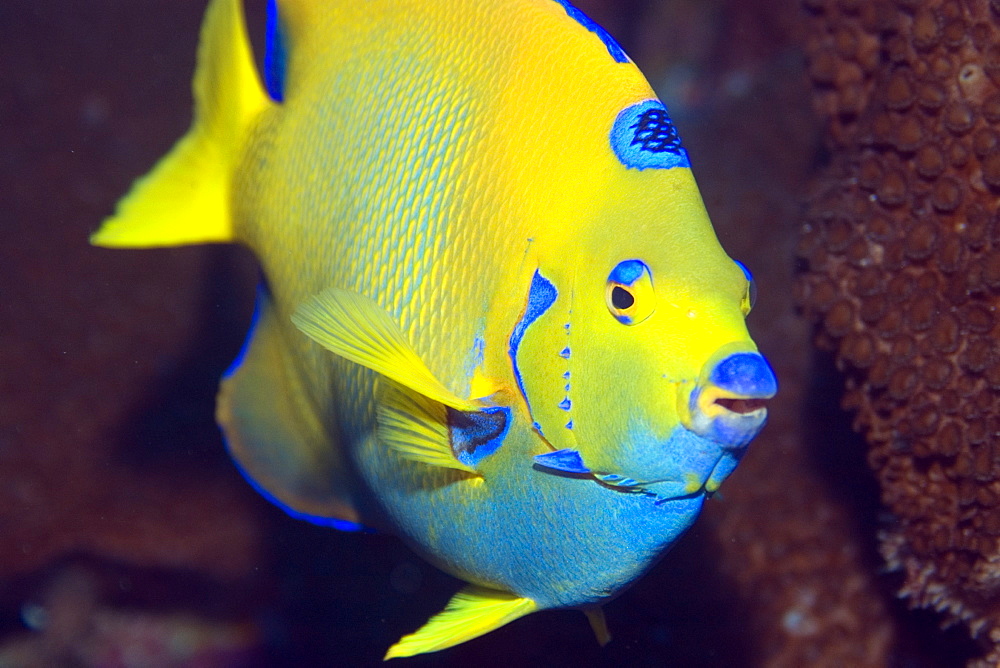 Queen angelfish (Holacanthus ciliaris), St. Peter and St. Paul's rocks, Brazil, South America