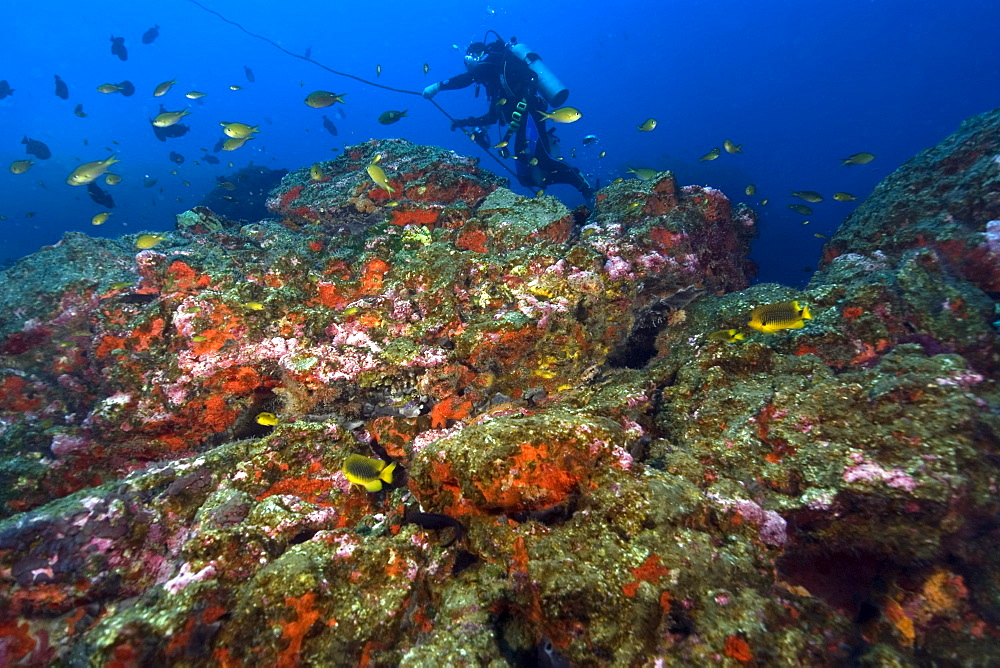 Diver and encrusting sponges and ascidians, St. Peter and St. Paul's rocks, Brazil, South America