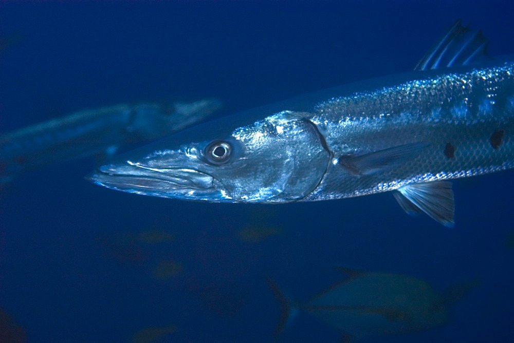 Great barracuda (Sphyraena barracuda), St. Peter and St. Paul's rocks, Brazil, South America