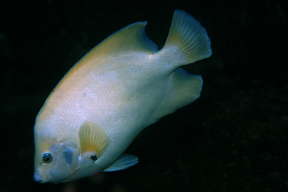 Queen angelfish (Holacanthus ciliaris), endemic and rare white morphotype, St. Peter and St. Paul's rocks, Brazil, South America