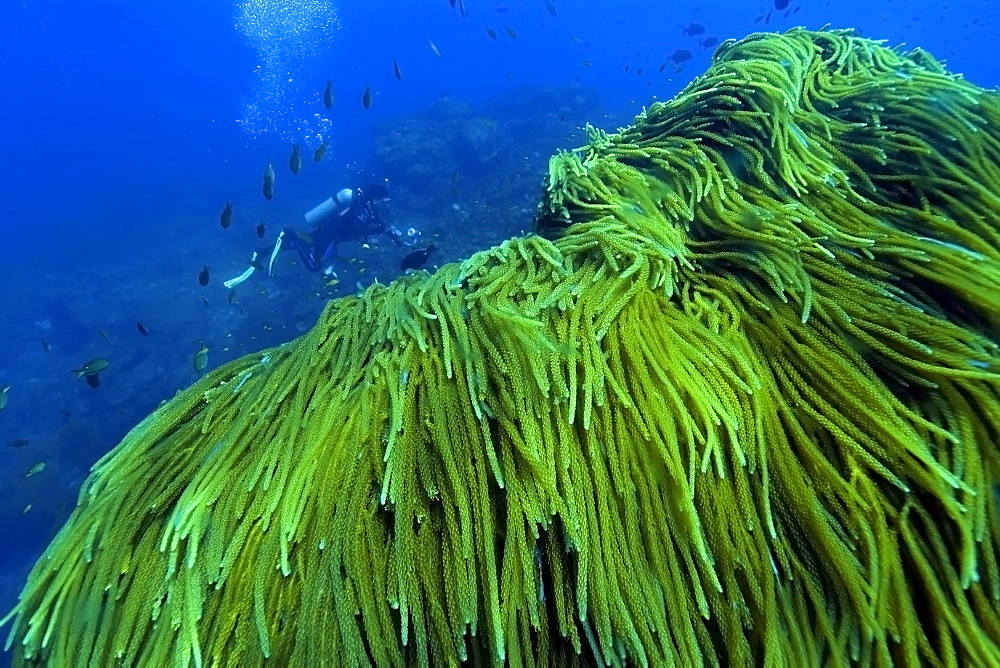 Green algae (Caulerpa sp.) mat and scuba diver, St. Peter and St. Paul's rocks, Brazil, South America