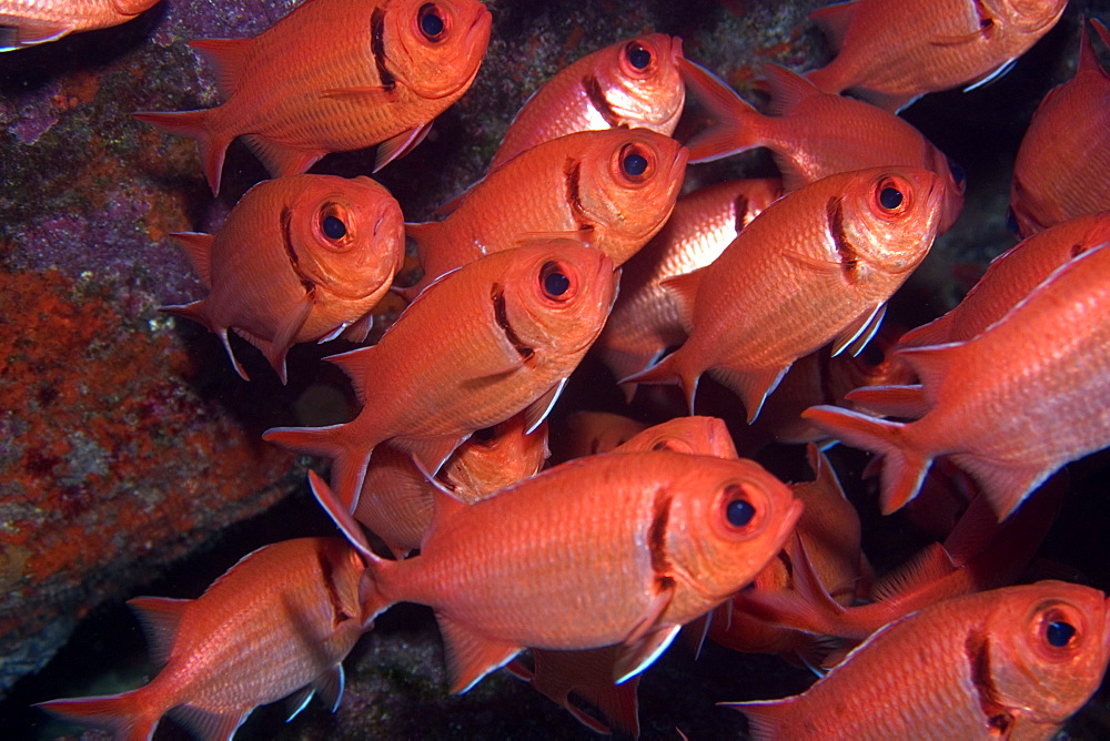 Blackbar soldierfish (Myripristis jacobus), aggregation, St. Peter and St. Paul's rocks, Brazil, South America