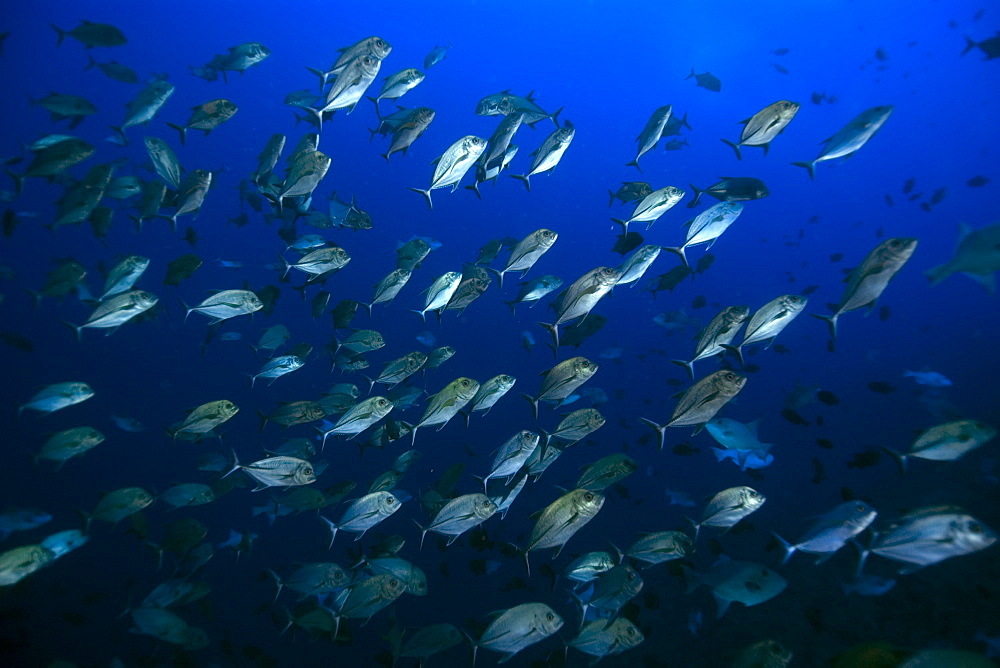 Black jacks (Caranx lugubris) schooling in open water, St. Peter and St. Paul's rocks, Brazil, South America