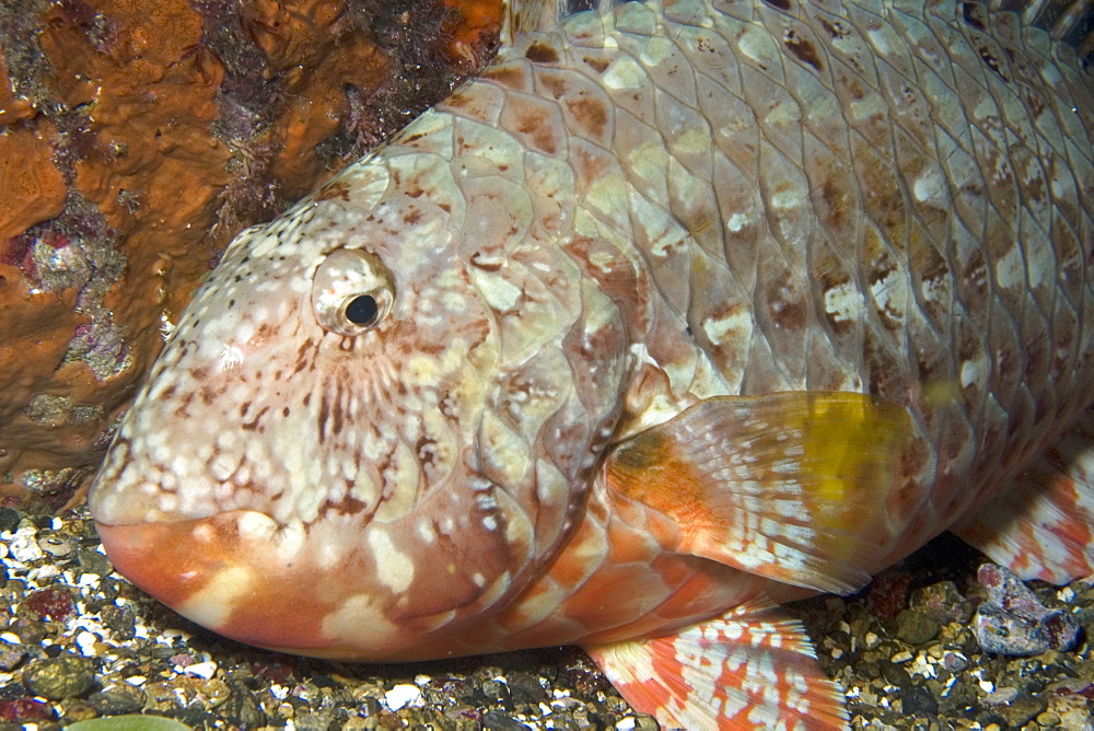 Parrotfish (Sparisoma axillare) sleeping, St. Peter and St. Paul's rocks, Brazil, South America