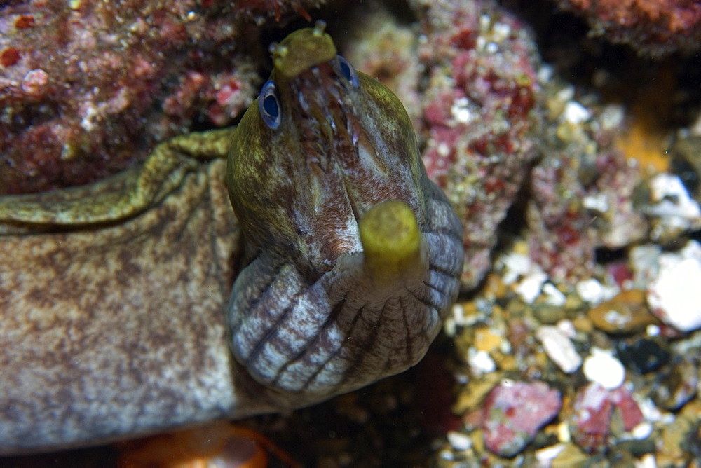 Viper moray (mulatto conger) (Enchelycore nigricans), St. Peter and St. Paul's rocks, Brazil, South America