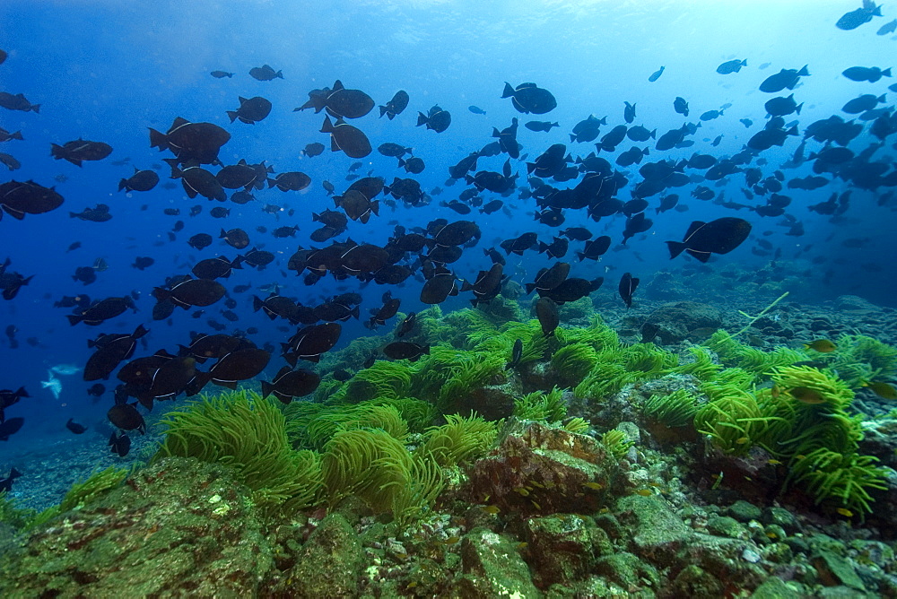 Schooling black durgon (Melichthys niger), and seafloor covered by Caulerpa sp., Peter and St. Paul's rocks, Brazil, South America