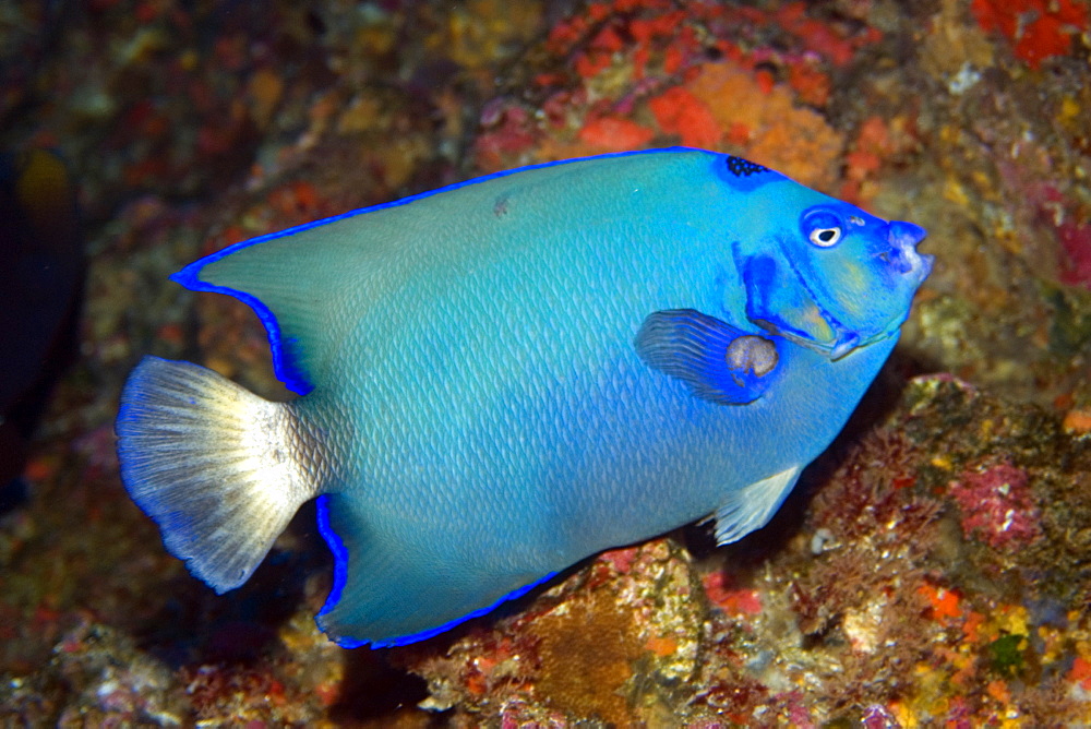 Queen angelfish (Holacanthus ciliaris), endemic and rare blue morphotype, St. Peter and St. Paul's rocks, Brazil, South America