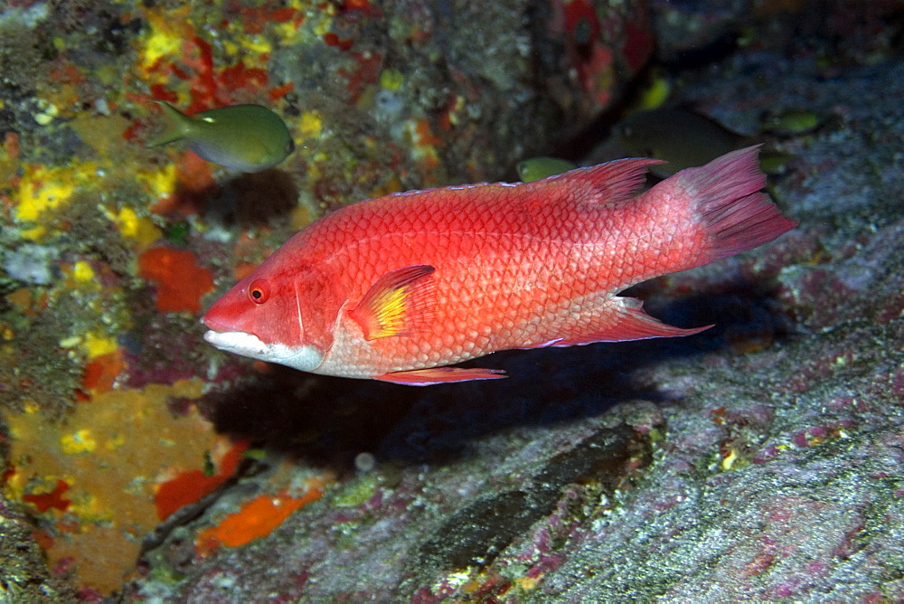 Hogfish (Bodianus insularis), St. Peter and St. Paul's rocks, Brazil, South America