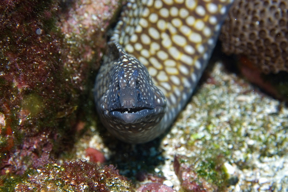 Moray eel (Muraena pavonina), St. Peter and St. Paul's rocks, Brazil, South America