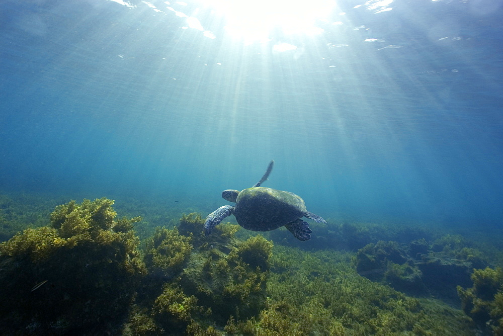 Green sea turtle (Chelonia mydas) swimming, Fernando de Noronha, Pernambuco, Brazil, South America