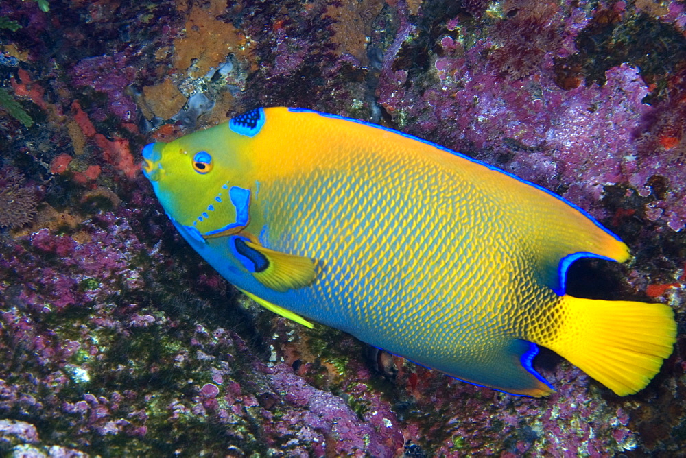 Queen angelfish (Holacanthus ciliaris), St. Peter and St. Paul's rocks, Brazil, South America