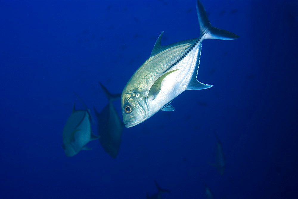 Black jacks (Caranx lugubris) schooling in open water, St. Peter and St. Paul's rocks, Brazil, South America