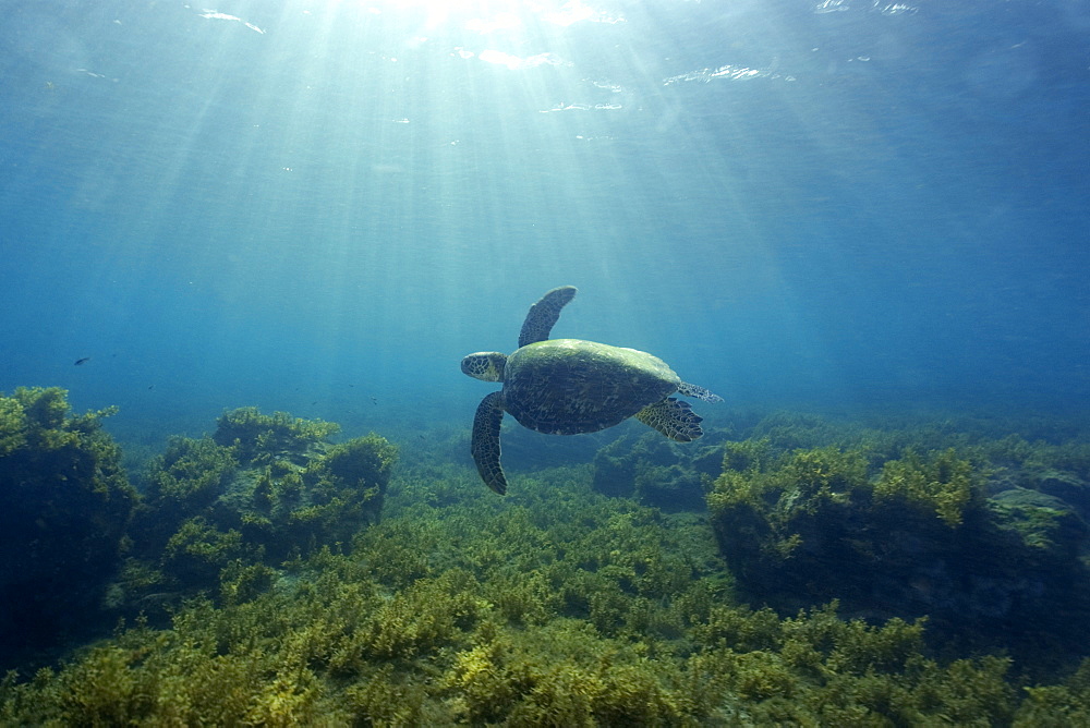 Green sea turtle (Chelonia mydas) swimming, Fernando de Noronha, Pernambuco, Brazil, South America