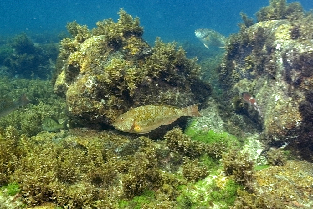 Parrotfish (Sparisoma axillare), Fernando de Noronha, Pernambuco, Brazil, South America