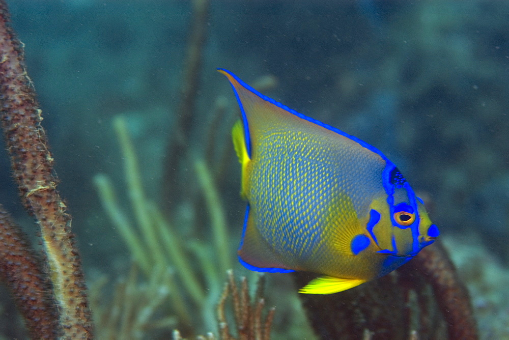 Queen angelfish (Holacanthus ciliaris), Ilha Escalvada, Guarapari, Espirito Santo, Brazil, South America