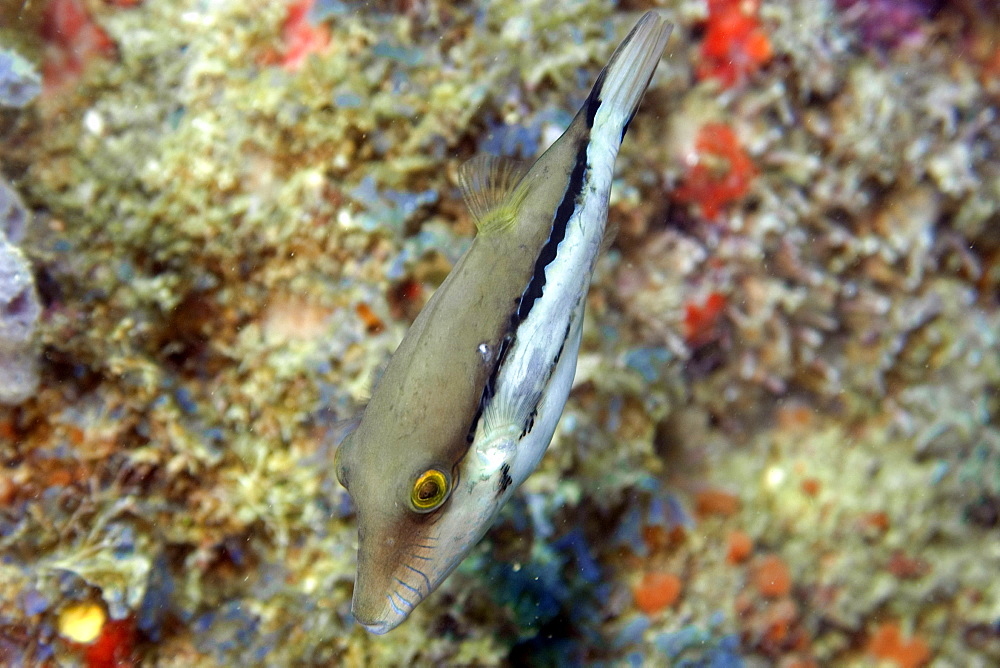 Southern Atlantic sharpnose puffer (Canthigaster figueiredoi), Ilha Escalvada, Guarapari, Espirito Santo, Brazil, South America