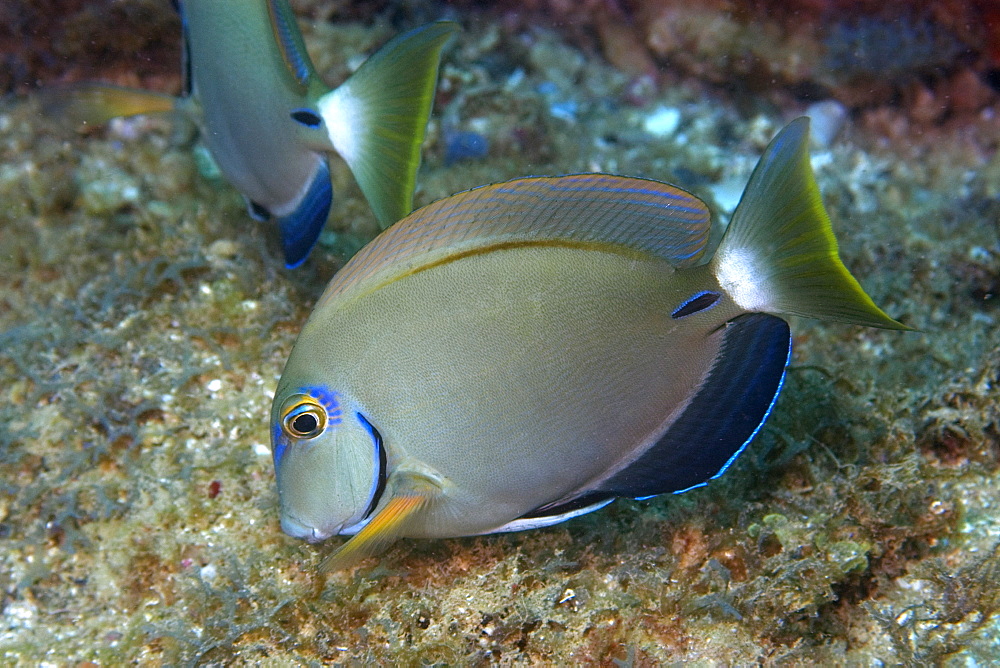 Ocean surgeonfish (Acanthurus bahianus), Ilha Escalvada, Guarapari, Espirito Santo, Brazil, South America