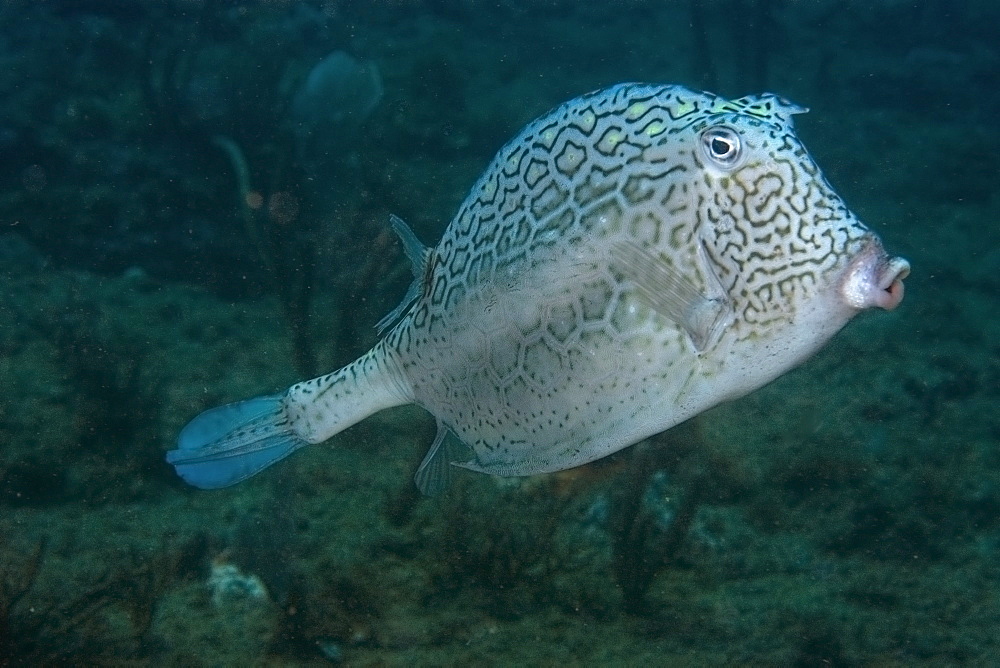 Old honeycomb cowfish (Lactophrys polygonia), Ilha Escalvada, Guarapari, Espirito Santo, Brazil, South America