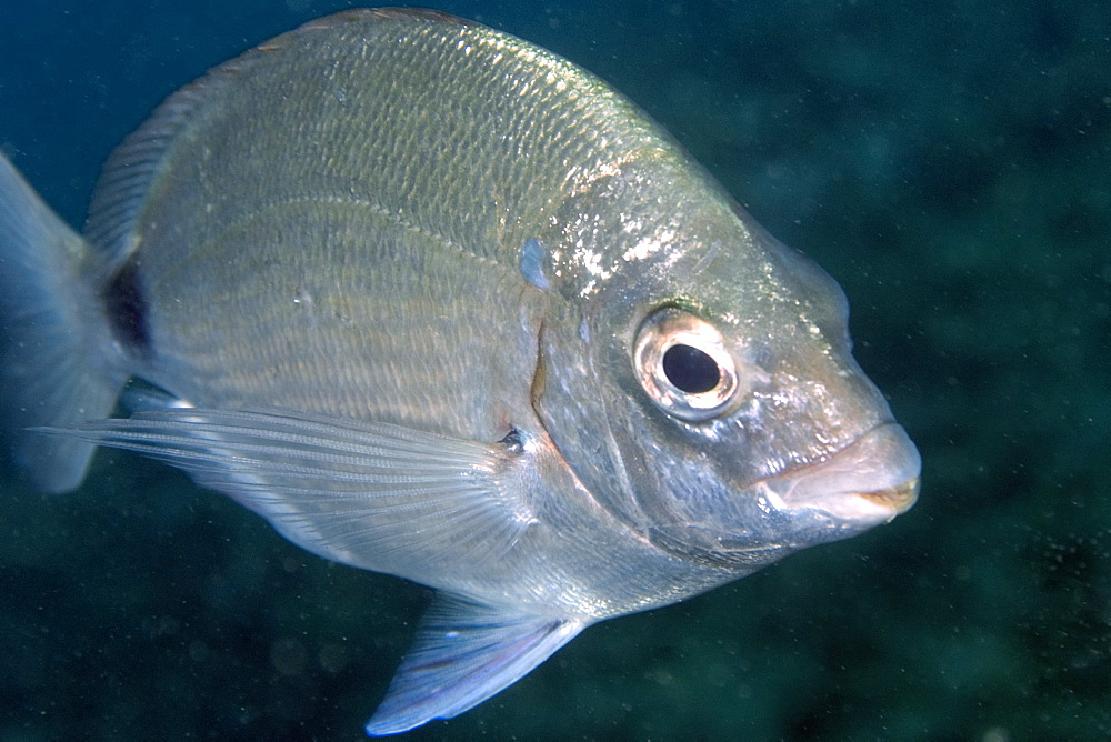 Silver porgy (Diplodus argenteus), Ilha Escalvada, Guarapari, Espirito Santo, Brazil, South America