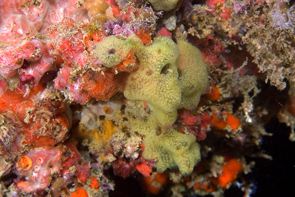 Colorful encrusting sponges, Ilha Escalvada, Guarapari, Espirito Santo, Brazil, South America