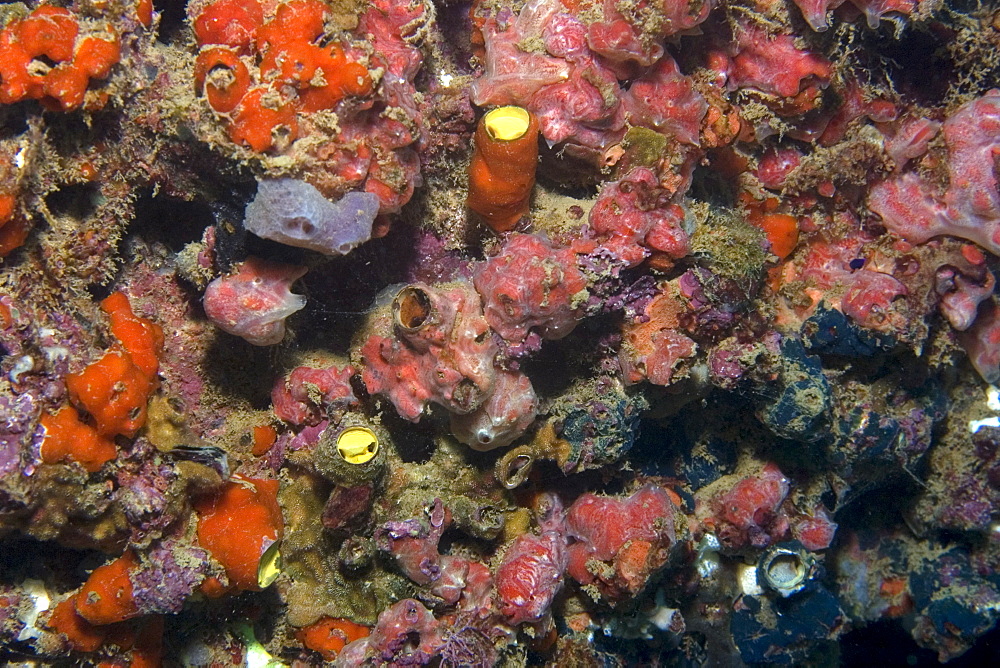 Colorful encrusting sponges, Ilha Escalvada, Guarapari, Espirito Santo, Brazil, South America