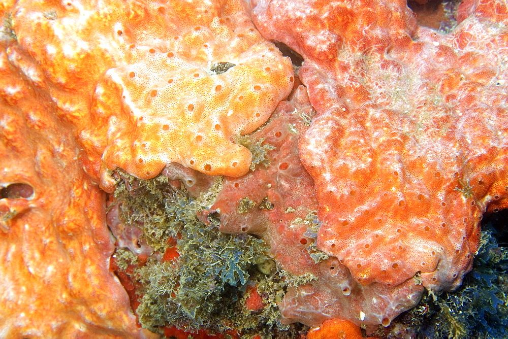 Encrusting red sponge, Ilha Escalvada, Guarapari, Espirito Santo, Brazil, South America