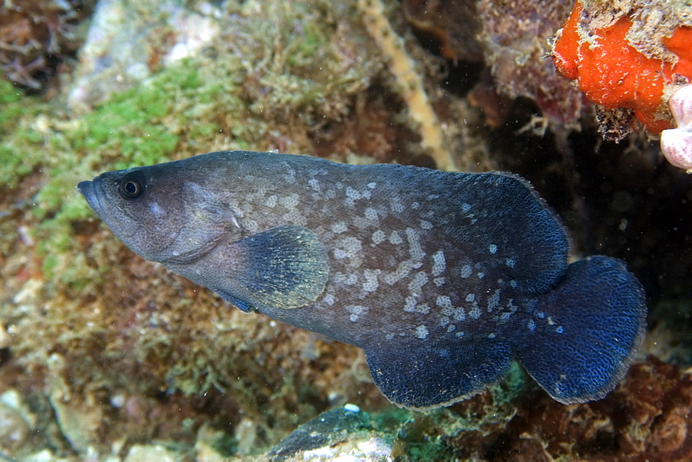 Greater soapfish (Rypticus saponaceus), Ilha Escalvada,  Guarapari, Espirito Santo, Brazil, South America