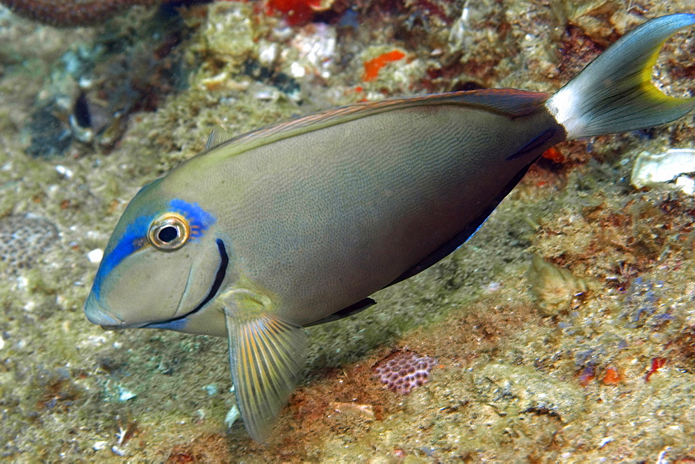 Ocean surgeonfish (Acanthurus bahianus), Ilha Escalvada, Guarapari, Espirito Santo, Brazil, South America