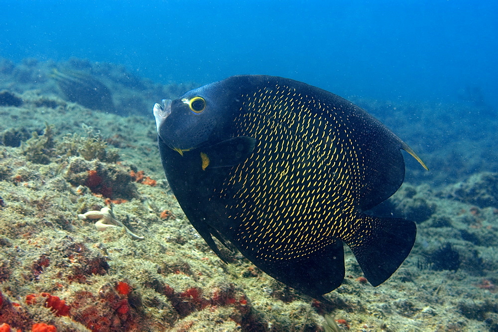 French angelfish (Pomacanthus paru), Ilha Escalvada,  Guarapari, Espirito Santo, Brazil, South America