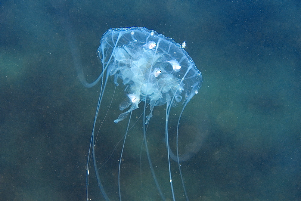 Hydromedusa and small fish, Ilha Escalvada, Guarapari, Esprito Santo, Brazil, South America