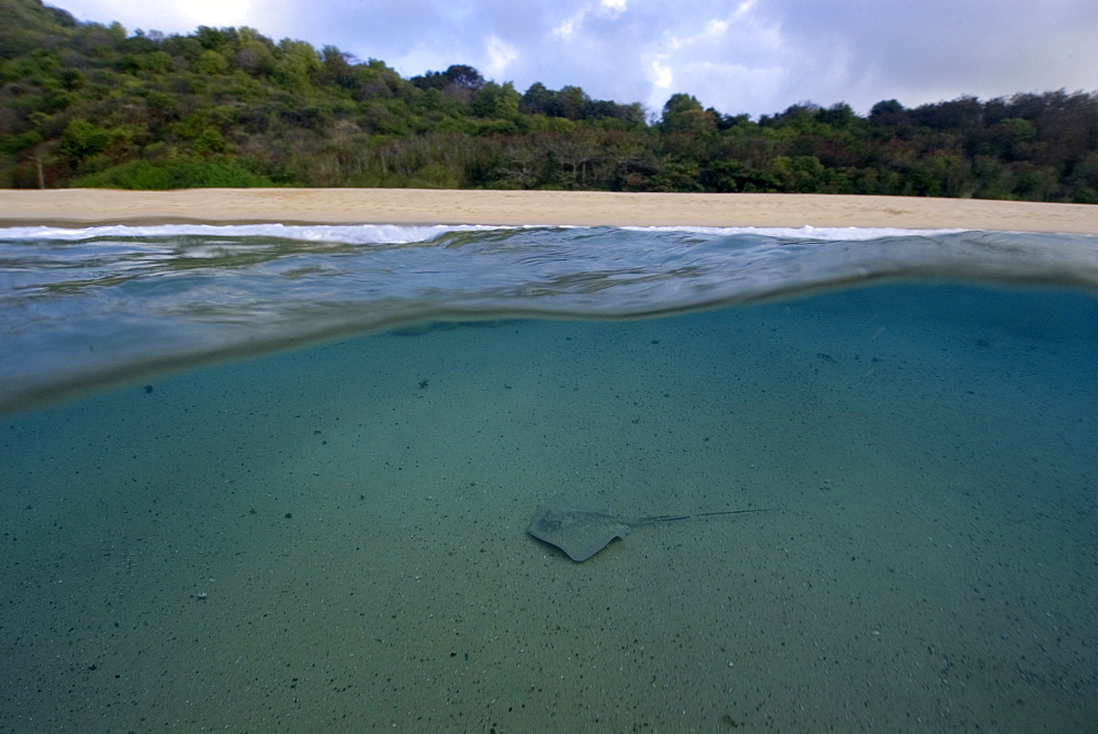 Split image of Southern Stingray (Dasyatis americana) and beach, Fernando de Noronha, Pernambuco, Brazil, South America