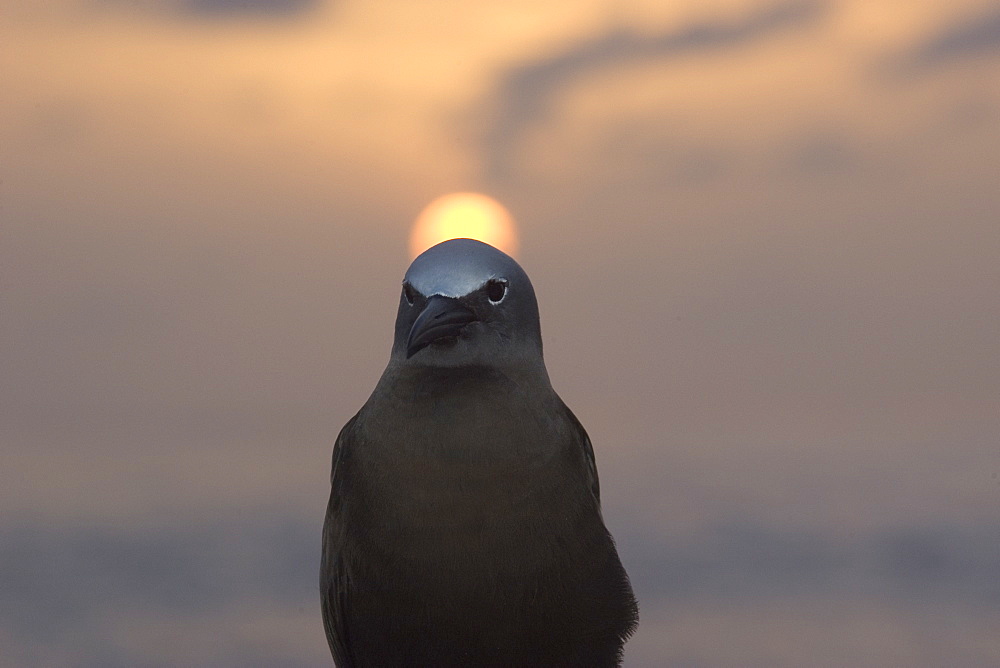 Brown noddy (Anous stolidus) at dusk, St. Peter and St. Paul's rocks, Brazil, South America