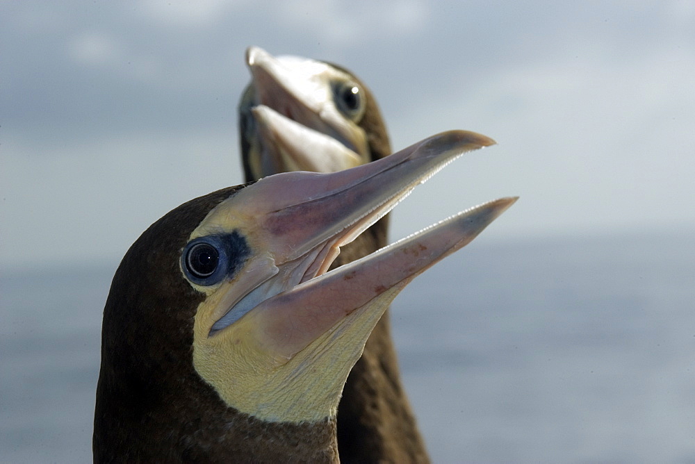 Brown boobies (Sula leucogaster), St. Peter and St. Paul's rocks, Brazil, South America