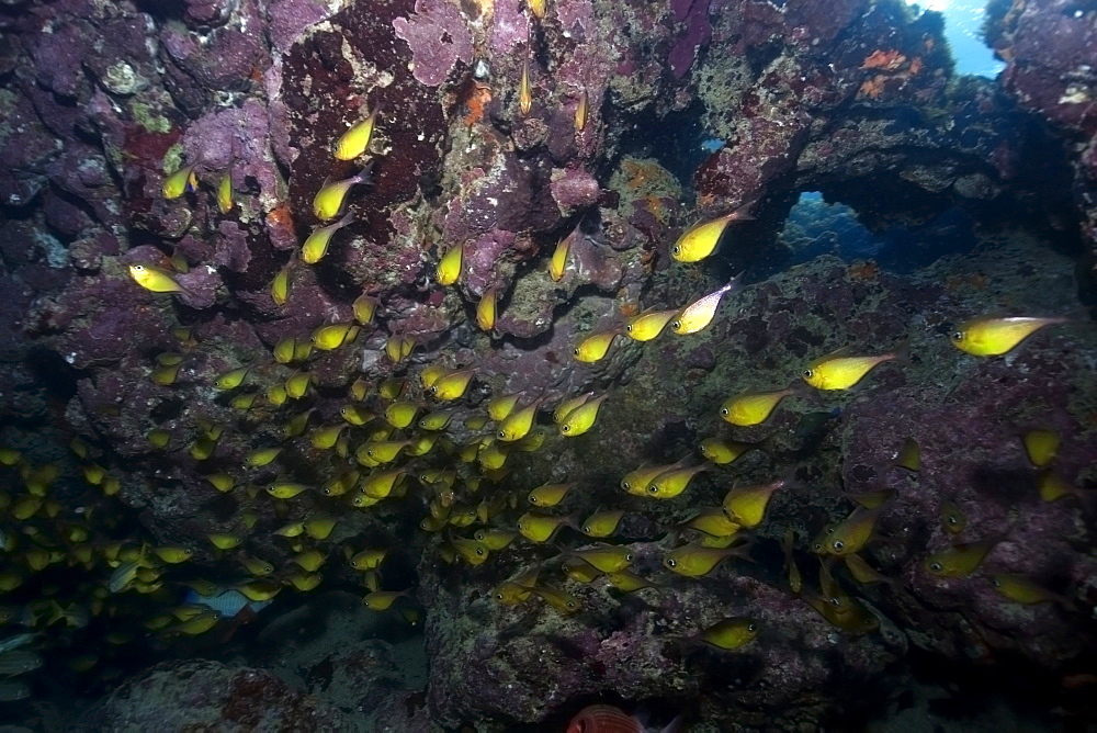 Glassy sweepers (Pempheris schomburgki), large aggregation, Fernando de Noronha, Pernambuco, Brazil, South America