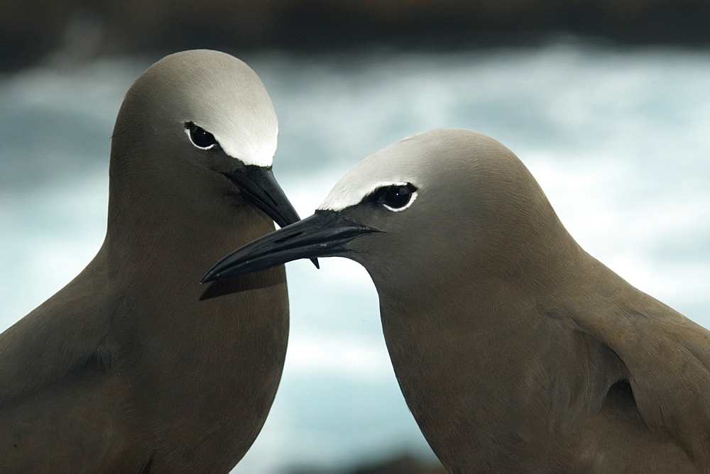 Brown noddy (Anous stolidus) greeting behaviour, St. Peter and St. Paul's rocks, Brazil, South America