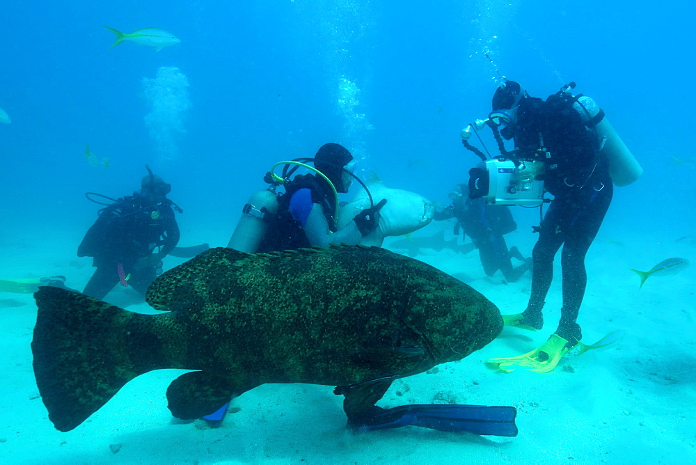 Divers play with and film Nurse sharks (Ginglymostoma cirratum) and a Goliath grouper (Epinephelus itajara), Molasses Reef, Key Largo, Florida, United States of America, North America