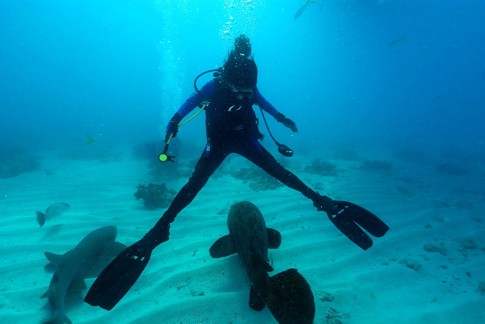 Diver splits legs apart for passing goliath grouper (Epinephelus itajara), Molasses Reef, Key Largo, Florida, United States of America, North America