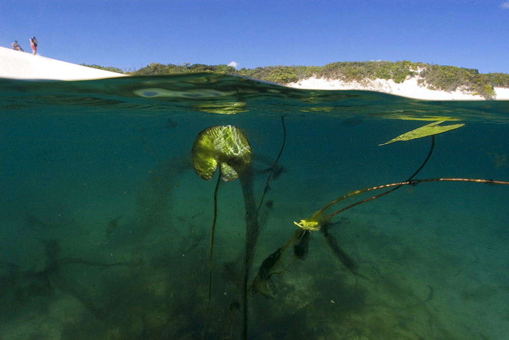 Freshwater plants in rain water ponds in the middle of sand dunes, Lencois Maranhenses, Maranhao, Brazil, South America