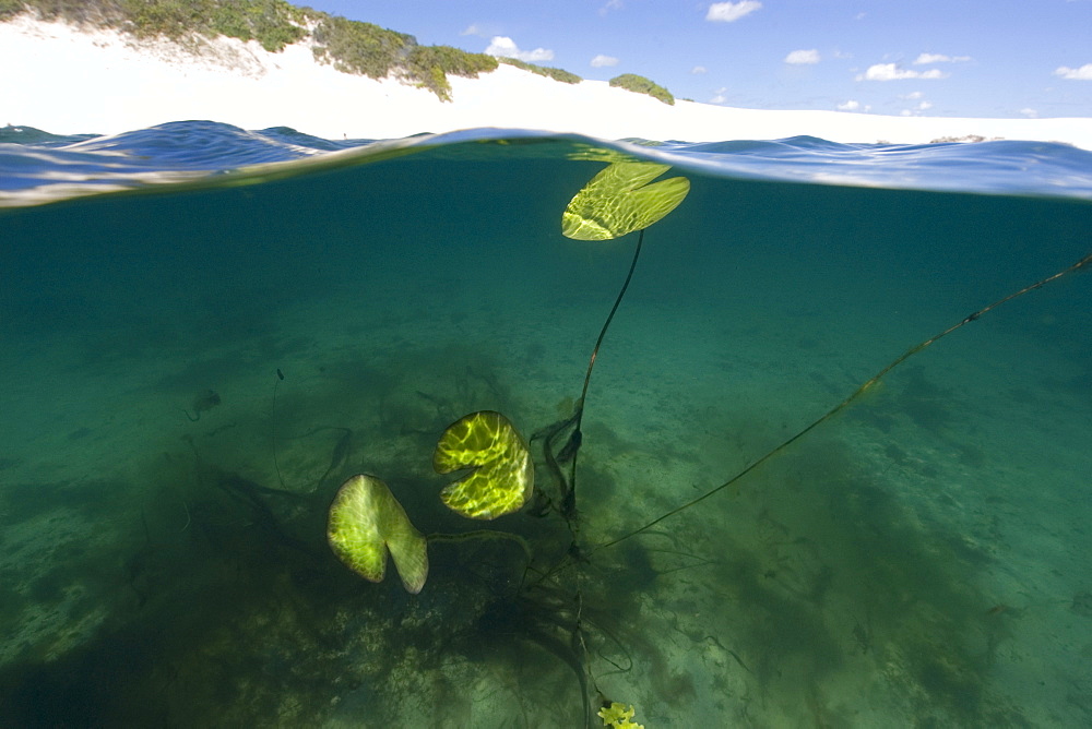 Freshwater plants in rain water ponds in the middle of sand dunes, Lencois Maranhenses, Maranhao, Brazil, South America