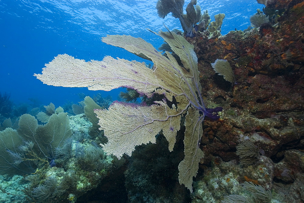 Common sea fan (Gorgonia ventalina), Molasses Reef, Key Largo, Florida, United States of America, Atlantic Ocean, North America