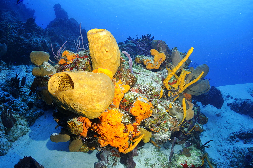 Colorful coral reefs and sponges, Cozumel, Quintana-Roo, Mexico, Caribbean Sea, North America