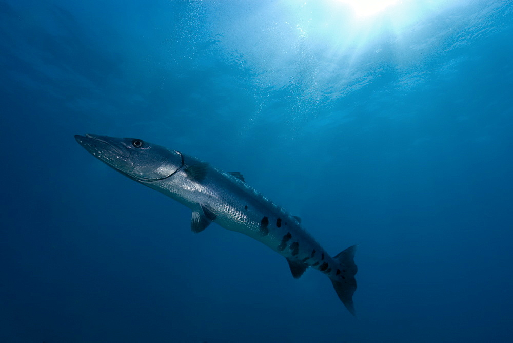 Great barracuda (Sphyraena barracuda), Molasses Reef, Key Largo, Florida, United States of America, North America