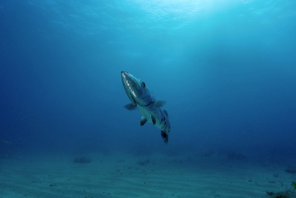 Great barracuda (Sphyraena barracuda), Molasses Reef, Key Largo, Florida, United States of America, North America