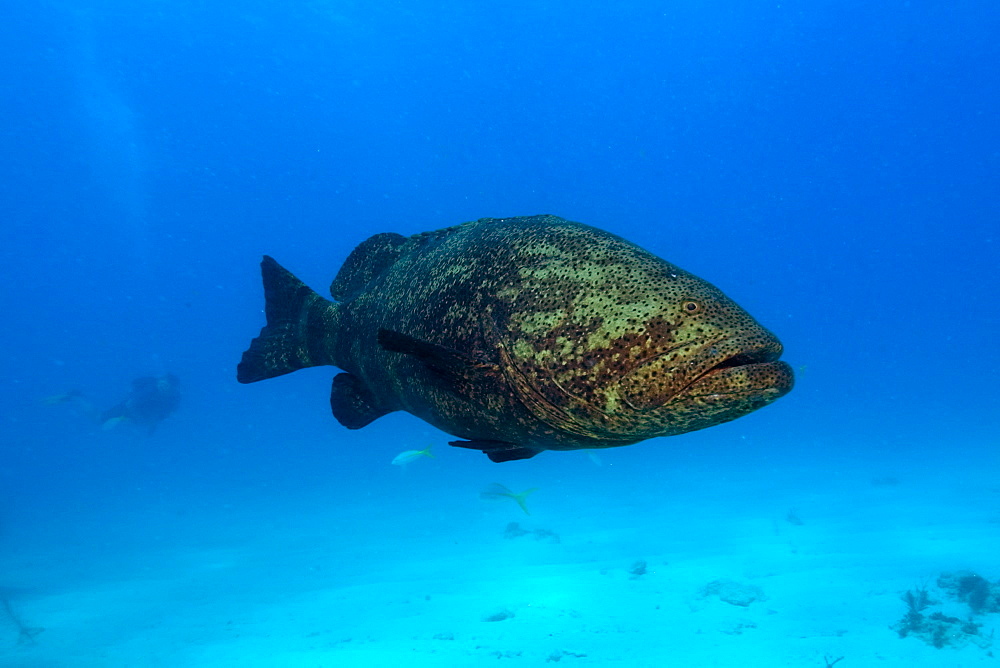 Goliath grouper (Epinephelus itajara), Molasses Reef, Key Largo, Florida, United States of America, North America