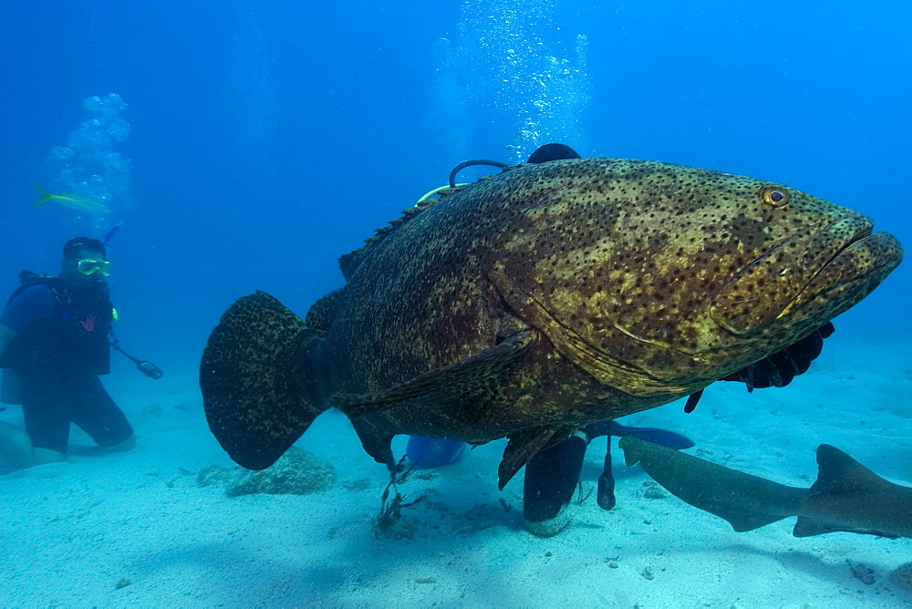 Goliath grouper (Epinephelus itajara) and diver, Molasses Reef, Key Largo, Florida, United States of America, North America