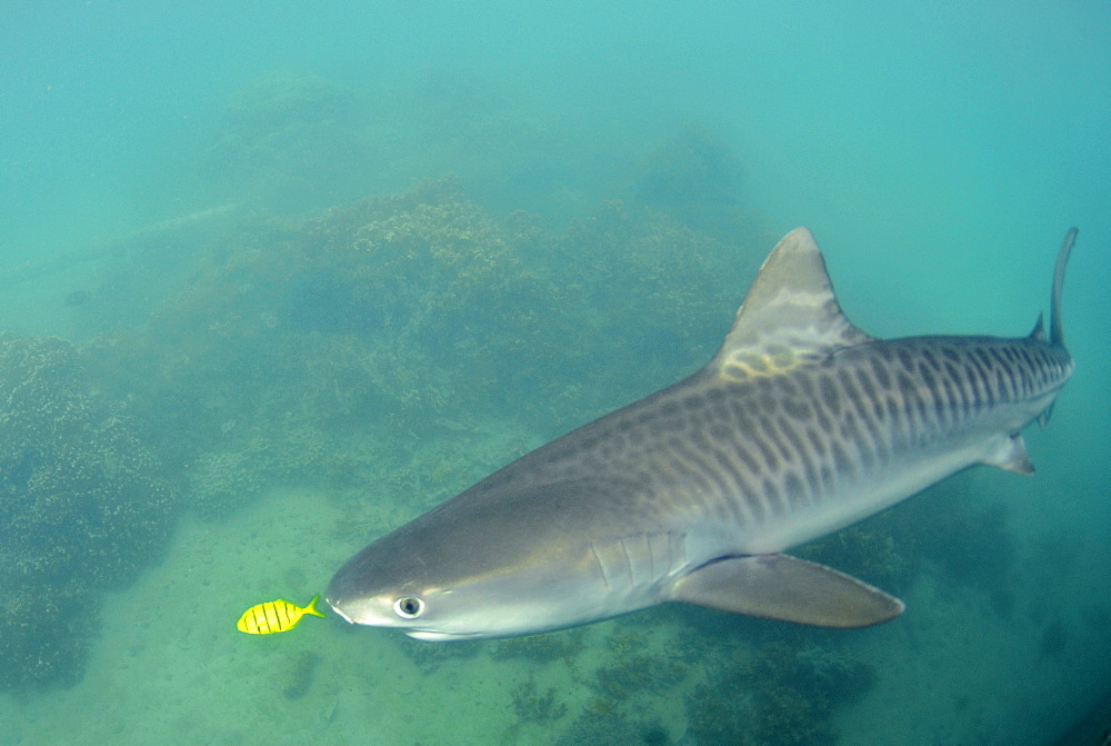 Young tiger shark (Galeocerdo cuvier) accompanied by golden trevally (Gnathanodon speciosus), Kaneohe, Hawaii, United States of America, Pacific