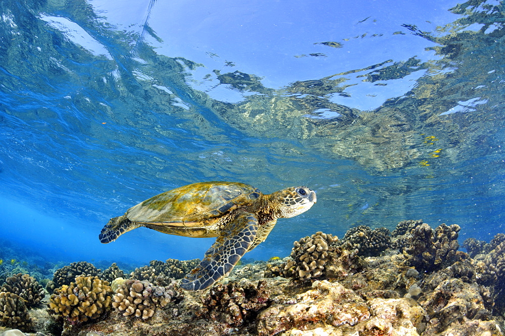 Juvenile green sea turtle (Chelonia mydas) swimming in shallow coral reef, Captain Cook, Big Island, Hawaii, United States of America, Pacific