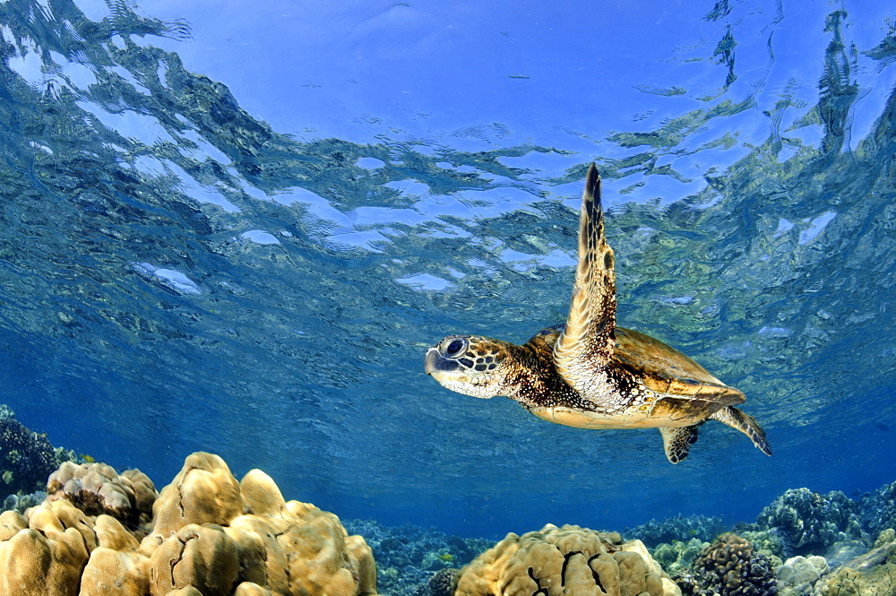 Juvenile green sea turtle (Chelonia mydas) swimming in shallow coral reef, Captain Cook, Big Island, Hawaii, United States of America, Pacific