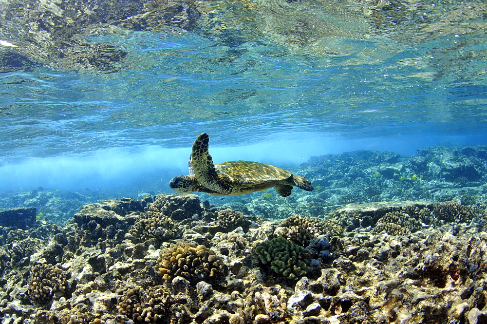 Juvenile green sea turtle (Chelonia mydas) swimming in shallow coral reef, Captain Cook, Big Island, Hawaii, United States of America, Pacific